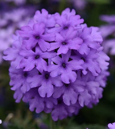Verbena EnduraScape™ Blue Improved
